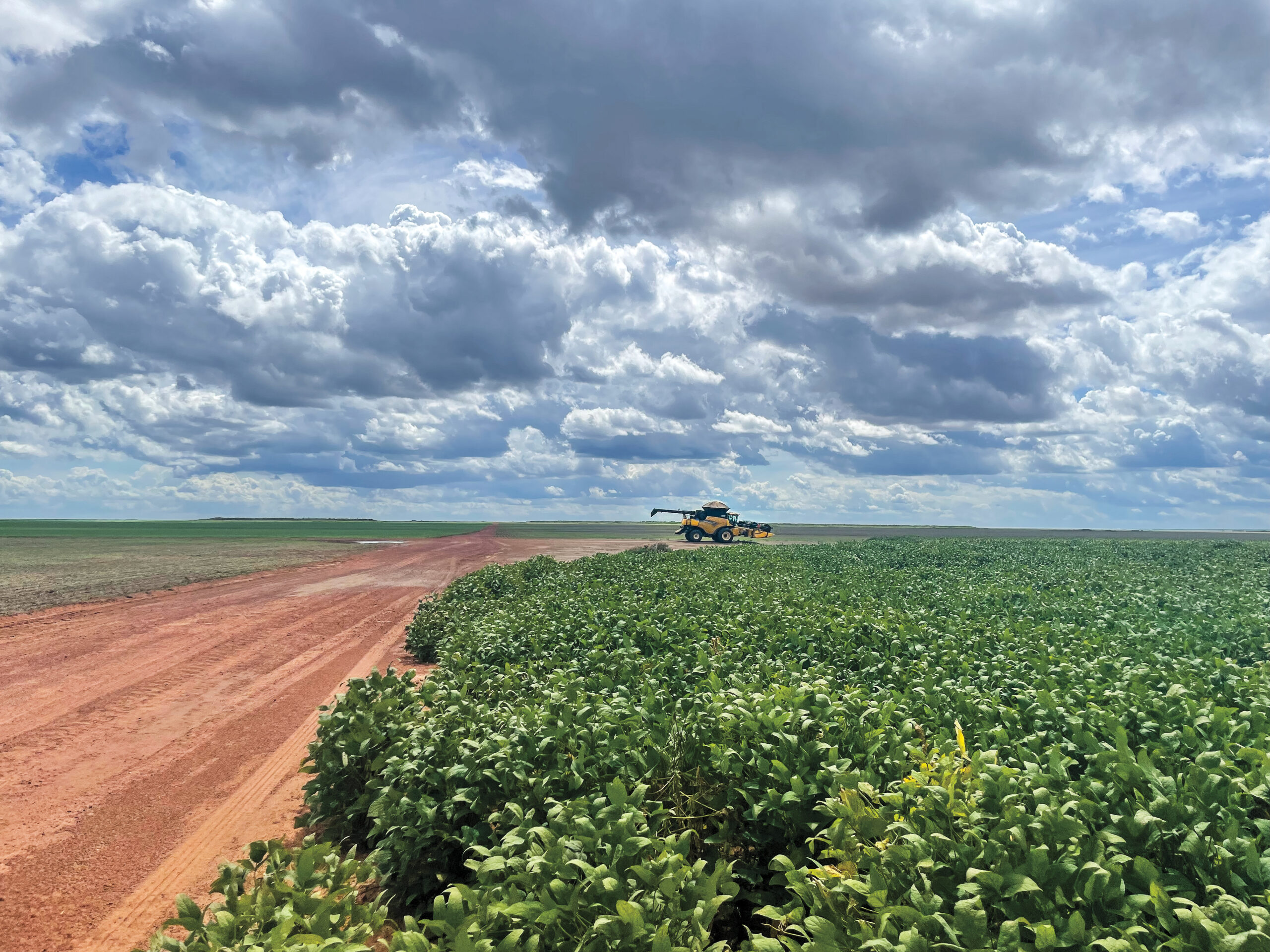 Campos verdes de soja no cerrado brasileiro — Brasão Agro